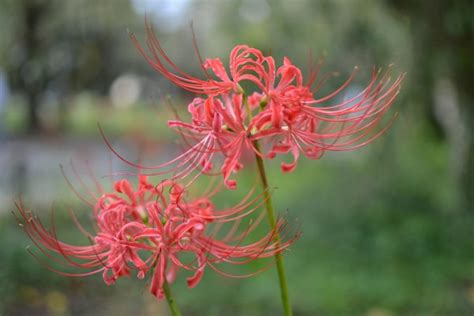 紅蓮華 彼岸花|【2021年】秋の訪れを告げる紅蓮の花〜京都府の彼。